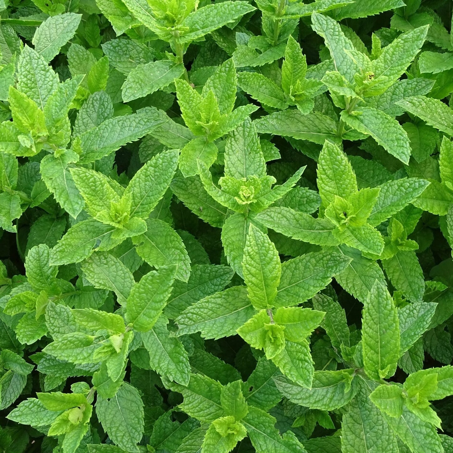 Peppermint Pure Essential Oil 50ml - Amour Natural - Essential Oil - Eco Natural Products