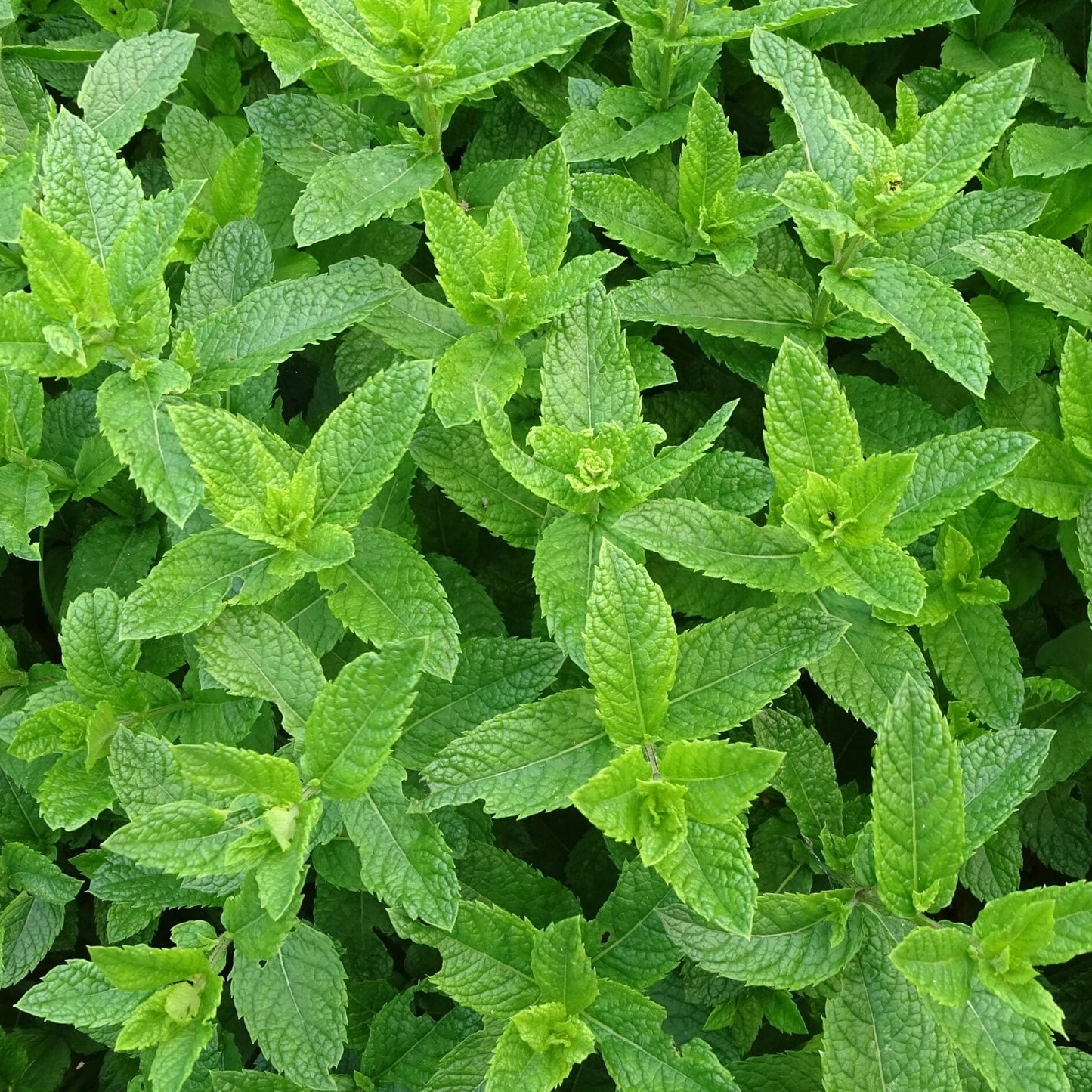 Peppermint Pure Essential Oil 10ml/50ml/100ml - Amour Natural - 50ml bottle detail