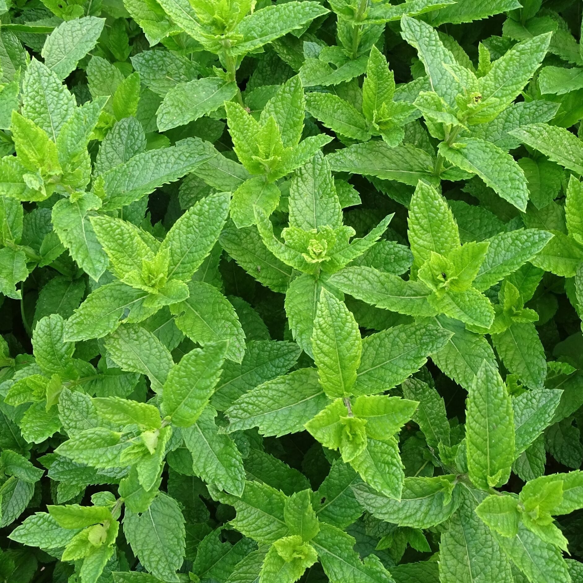 Peppermint Pure Essential Oil 10ml/50ml/100ml - Amour Natural - 50ml bottle detail