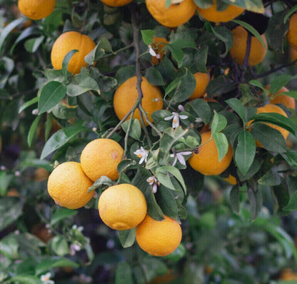 Petitgrain Pure Essential Oil 10ml - Amour Natural - Essential Oil - Eco Natural Products