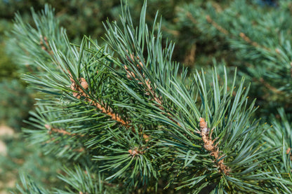 Pine Pure Essential Oil 10ml - Amour Natural - Essential Oil - Eco Natural Products