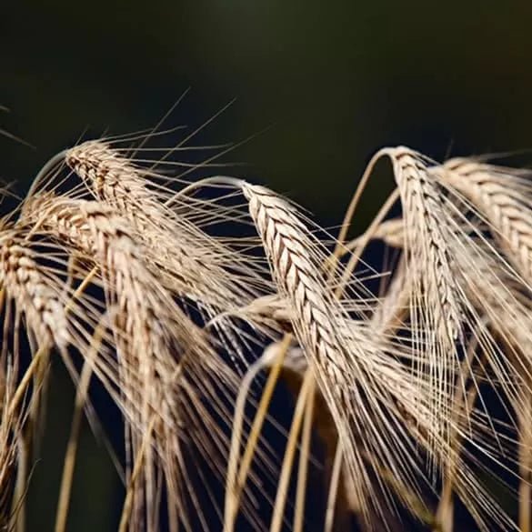 Potter Malt Extract and Cod Liver Oil 650g - Potter's Herbals - Supplements - Eco Natural Products