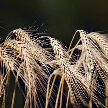 Potter Malt Extract and Cod Liver Oil 650g - Potter's Herbals - Supplements - Eco Natural Products