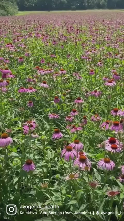 Echinaforce Echinacea Drops 50ml