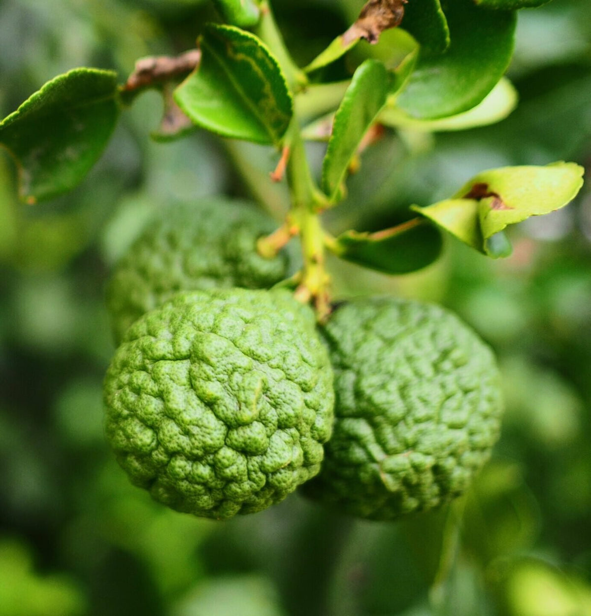 Pure Bergamot Essential Oil 10ml - Amour Natural - Essential Oil - Eco Natural Products