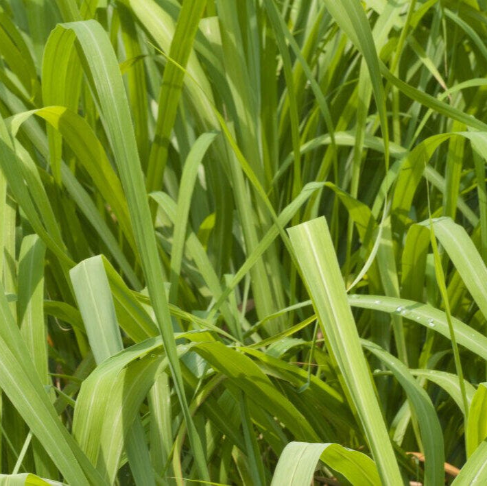 Pure Citronella Essential Oil 10ml - Amour Natural - Eco Natural Products