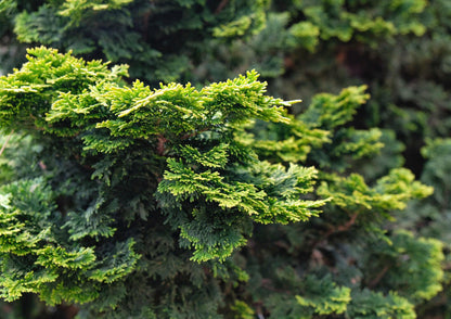 Pure Cypress Essential Oil 50ml - Amour Natural - Eco Natural Products