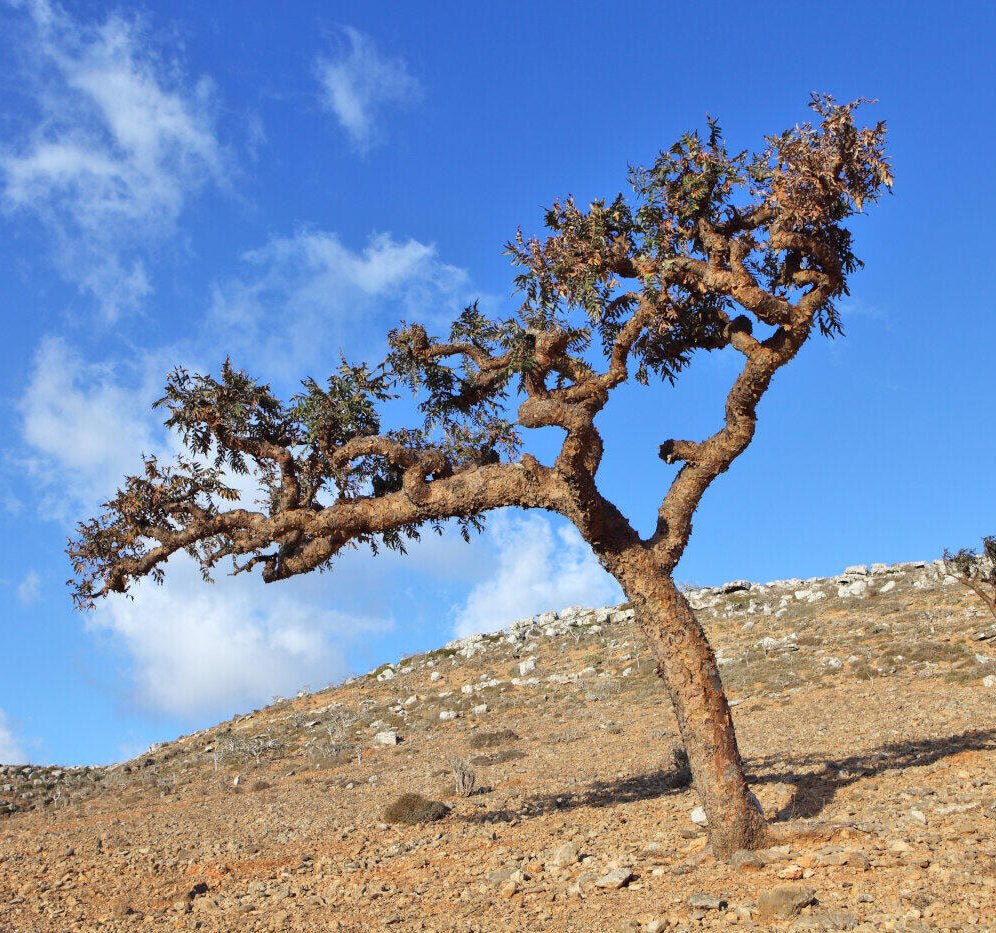 Pure Frankincense Essential Oil 100ml - Amour Natural - Essential Oil - Eco Natural Products