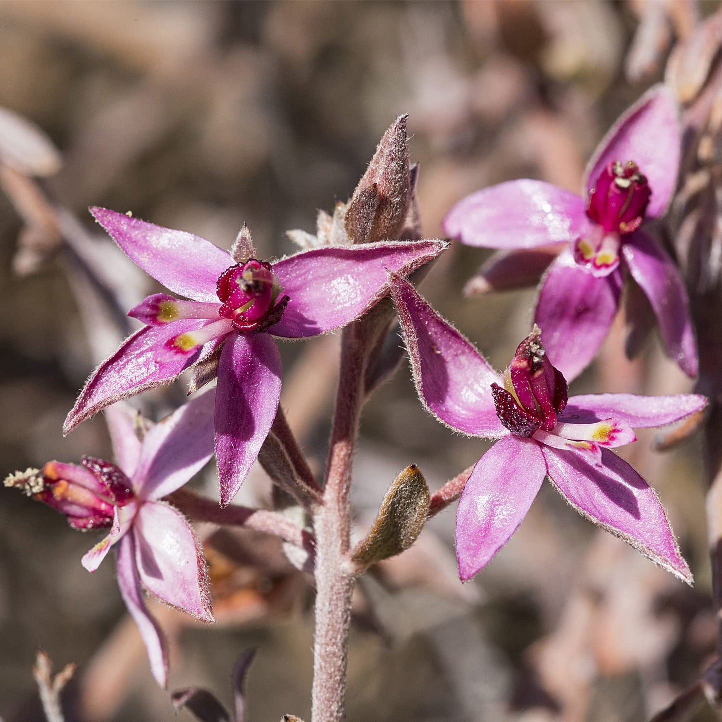 Ratanhia Mouthwash 50ml - Weleda - Mouthwash - Eco Natural Products