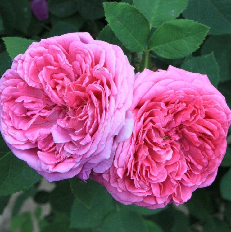 Rose Absolute Pure Essential Oil 2ml - Amour Natural - Essential Oil - Eco Natural Products