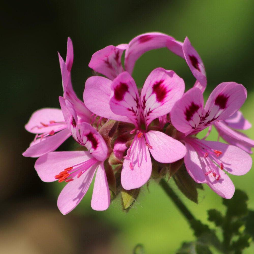 Rose Geranium Pure Essential Oil 10ml - Amour Natural - Essential Oil - Eco Natural Products