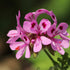 Rose Geranium Pure Essential Oil 10ml - Amour Natural - Essential Oil - Eco Natural Products