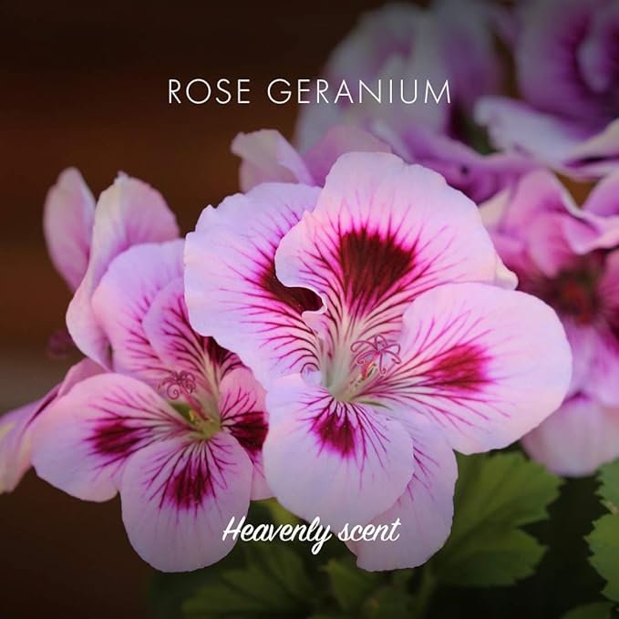 Rose Geranium Soap 95g - Friendly Soap - Bar Soap - Eco Natural Products