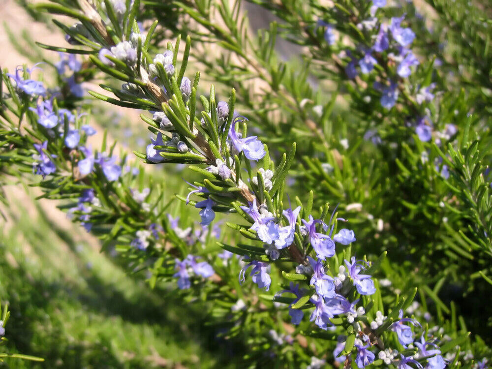 Rosemary Pure Essential Oil 10ml