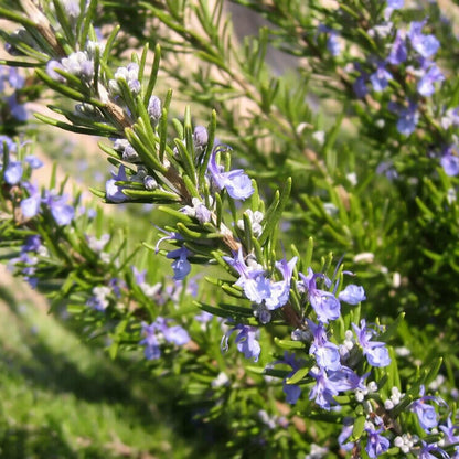 Rosemary Pure Essential Oil 100ml