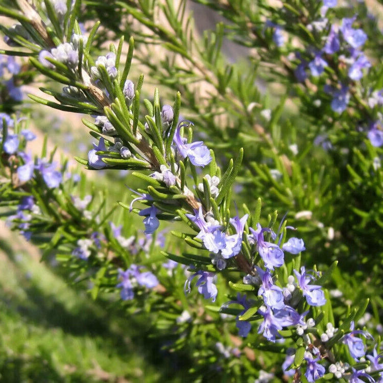 Rosemary Pure Essential Oil 10ml/100ml - fresh rosemary sprigs - Amour Natural