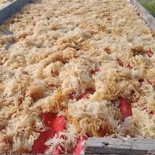 Sea Moss Gel Plain 250g - Genni - Herbal Supplements - Eco Natural Products