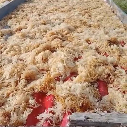 Sea Moss Gel Plain 250g - Genni - Herbal Supplements - Eco Natural Products