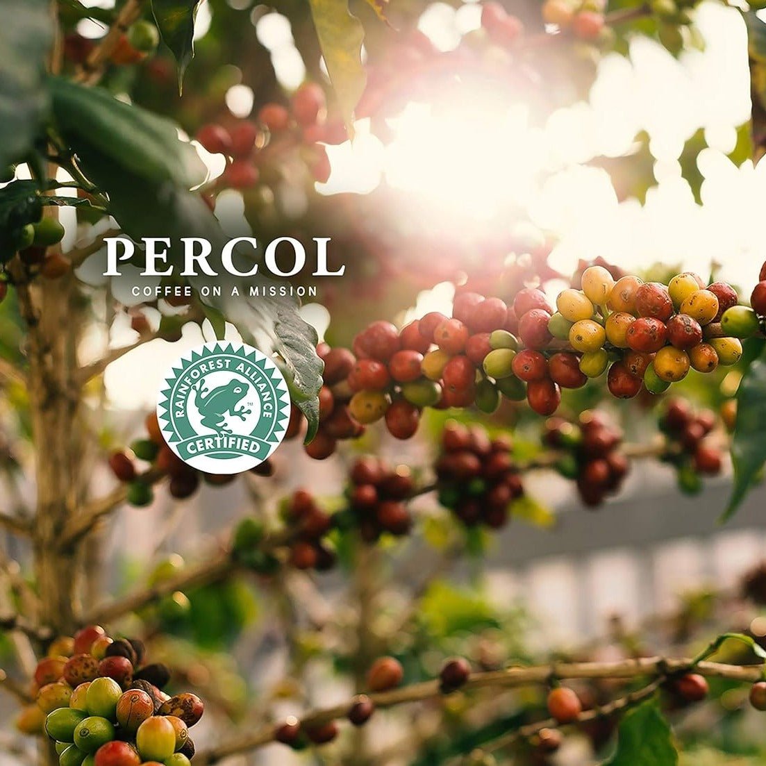 Smooth Columbian Coffee Instant 100g - Percol - Coffee - Eco Natural Products