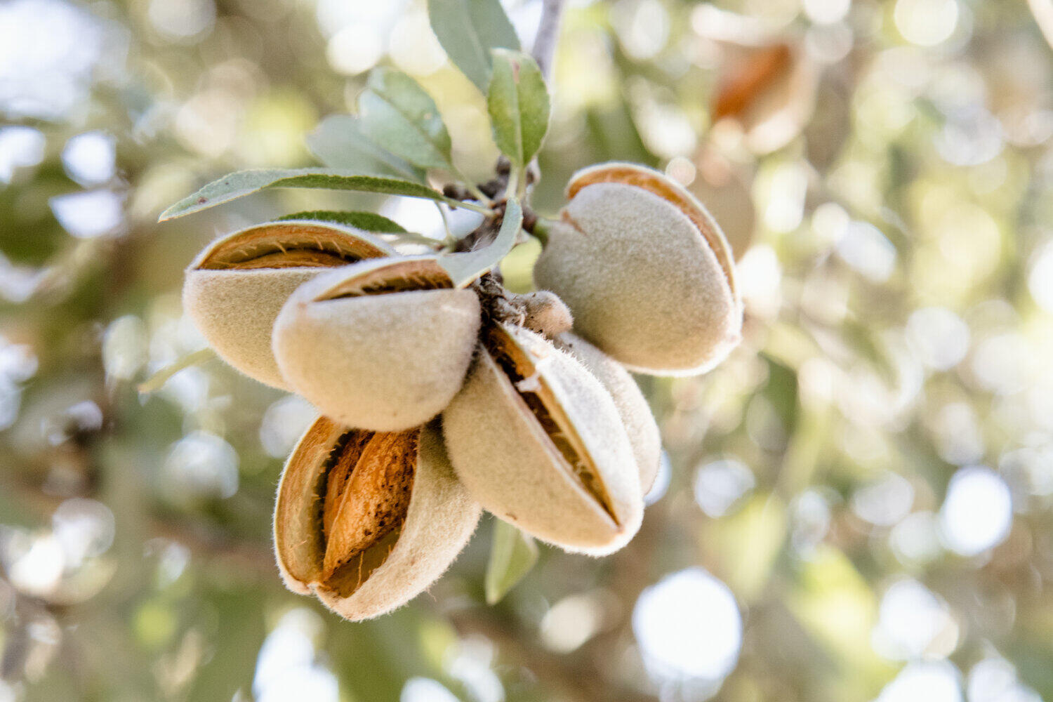 Sweet Almond Oil (Prunus Amygdalus Dulcis) 500ml