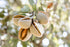 Sweet Almond Oil (Prunus Amygdalus Dulcis) 50ml