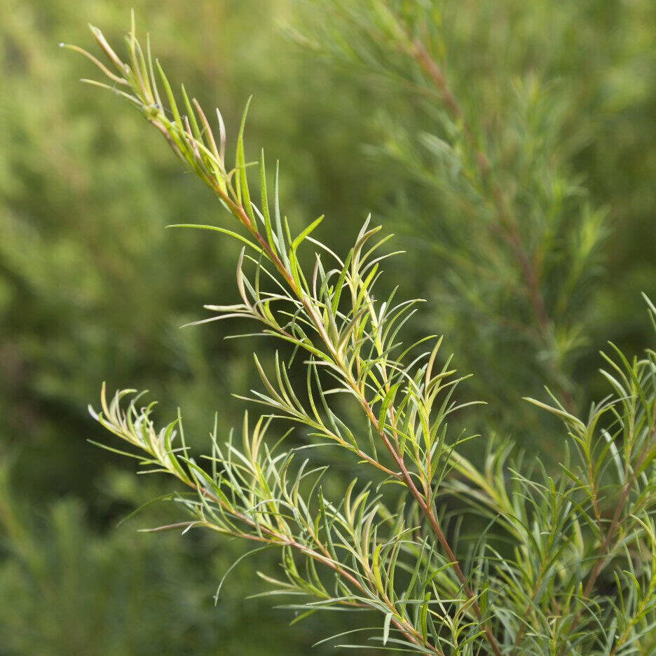 Tea Tree Pure Essential Oil 10ml/50ml - Amour Natural - Essential Oil - Eco Natural Products
