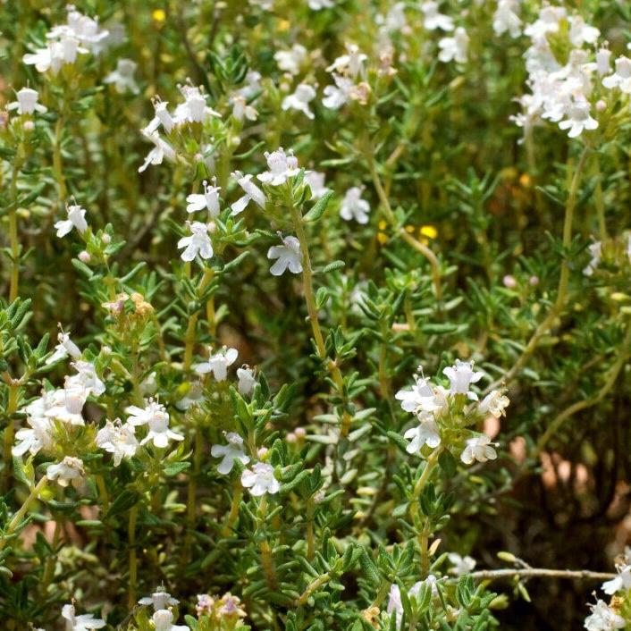 Thyme White Pure Esesntial Oil 10ml - Amour Natural - Essential Oil - Eco Natural Products