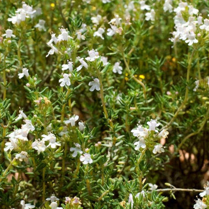 Thyme White Pure Esesntial Oil 10ml - Amour Natural - Essential Oil - Eco Natural Products