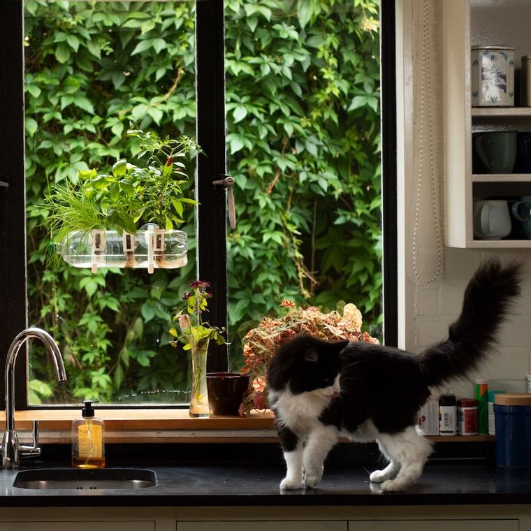 Tomato Grow Pack Refill - Bottle Farm - Seeds - Eco Natural Products