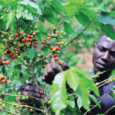 Ugandan Robusta Ground Coffee 227g - Blue Turaco - Coffee Beans & Ground Coffee - Blue Turaco