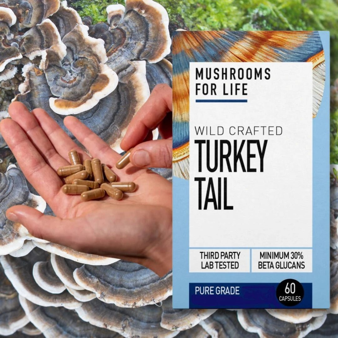 Wild Crafted Turkey Tail 60 Capsules - Mushrooms 4 Life - Herbal Supplement - Mushrooms 4 Life