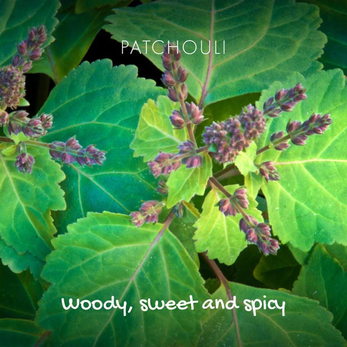 Woody Patchouli & Sandalwood Soap On A Rope 125g - Friendly Soap - Bar Soap - Friendly Soap